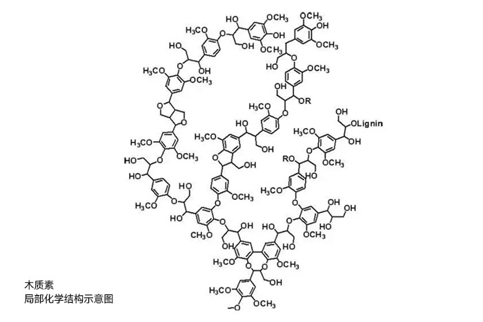 木質(zhì)素局部化學結(jié)構(gòu)示意圖