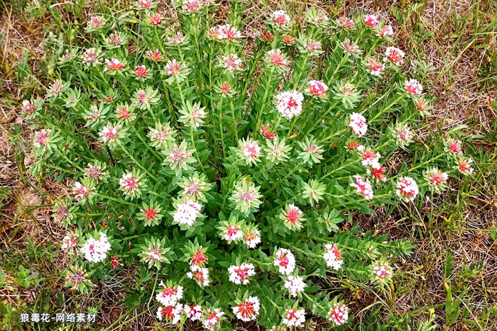 造紙原料狼毒草(花)